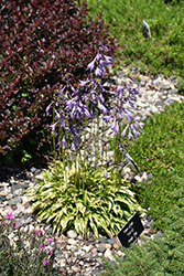 Bitsy Gold Hosta (Hosta 'Bitsy Gold') at Lakeshore Garden Centres