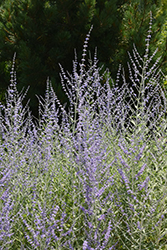 Filigran Russian Sage (Perovskia 'Filigran') at Lakeshore Garden Centres
