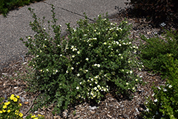 Katherine Dykes Potentilla (Potentilla fruticosa 'Katherine Dykes') at Lakeshore Garden Centres