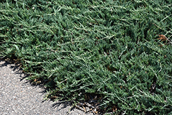 Bar Harbor Juniper (Juniperus horizontalis 'Bar Harbor') at Peter Knippel Garden Centre
