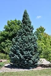 Arizona Compact Rocky Mountain Fir (Abies lasiocarpa 'Arizonica Compacta') at Lakeshore Garden Centres
