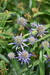Blue Star Alpine Sea Holly (Eryngium alpinum 'Blue Star') at Golden Acre Home & Garden