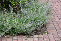 Blue Cloud Dwarf Calamint (Calamintha nepeta 'Blue Cloud') at Lakeshore Garden Centres