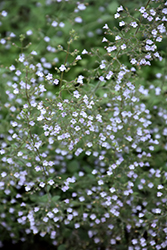 Blue Cloud Dwarf Calamint (Calamintha nepeta 'Blue Cloud') at Lakeshore Garden Centres