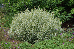 Snow Fairy Variegated Bluebeard (Caryopteris divaricata 'Snow Fairy') at Lakeshore Garden Centres
