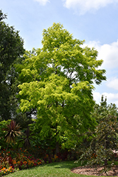 Frisia Locust (Robinia pseudoacacia 'Frisia') at Lakeshore Garden Centres