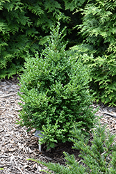 Green Mountain Boxwood (Buxus 'Green Mountain') at Peter Knippel Garden Centre