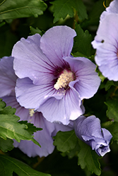 Blue Satin Rose of Sharon (Hibiscus syriacus 'Marina') at Lakeshore Garden Centres