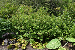 Scarlet Beauty Virginia Sweetspire (Itea virginica 'Scarlet Beauty') at Lakeshore Garden Centres
