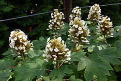 Sikes Dwarf Hydrangea (Hydrangea quercifolia 'Sikes Dwarf') at Lakeshore Garden Centres