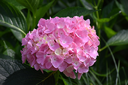 Let's Dance Moonlight Hydrangea (Hydrangea macrophylla 'Robert') at Lakeshore Garden Centres