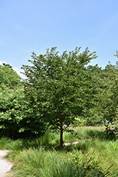 Dream Catcher Flowering Cherry (Prunus 'Dream Catcher') at Lakeshore Garden Centres