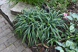 Burton's Blue Sedge (Carex flacca 'Burton's Blue') at Lakeshore Garden Centres