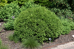 Green Gem Boxwood (Buxus 'Green Gem') at A Very Successful Garden Center