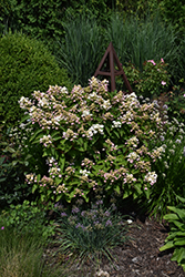 Dharuma Hydrangea (Hydrangea paniculata 'Dharuma') at Lakeshore Garden Centres