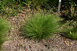 Bristle-leaved Sedge (Carex eburnea) at Lakeshore Garden Centres