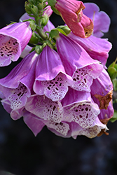 Excelsior Group Foxglove (Digitalis purpurea 'Excelsior Group') at Golden Acre Home & Garden