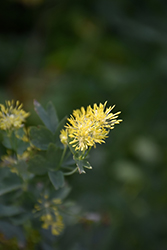 Common Meadow Rue (Thalictrum flavum) at Lakeshore Garden Centres