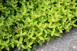 Trehane Creeping Speedwell (Veronica prostrata 'Trehane') at Lakeshore Garden Centres