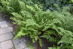 Lady in Red Fern (Athyrium filix-femina 'Lady in Red') at Golden Acre Home & Garden