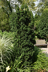 Flushing Yew (Taxus x media 'Flushing') at Lakeshore Garden Centres