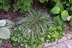 Snowline Miniature Variegated Sedge (Carex conica 'Snowline') at Lakeshore Garden Centres