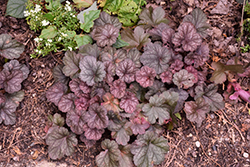 Rose Majesty Coral Bells (Heuchera 'Rose Majesty') at Lakeshore Garden Centres