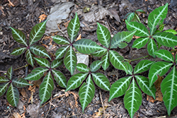 Silvervein Creeper (Parthenocissus henryana) at Lakeshore Garden Centres