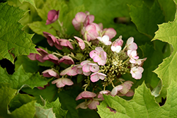 Amethyst Hydrangea (Hydrangea quercifolia 'Amethyst') at Lakeshore Garden Centres