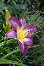 Swirling Water Daylily (Hemerocallis 'Swirling Water') at Lakeshore Garden Centres