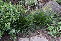 Golden Dew Tufted Hair Grass (Deschampsia cespitosa 'Goldtau') at Golden Acre Home & Garden