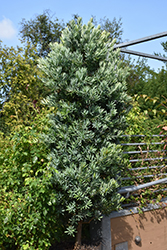 Icee Blue Yellowwood (Podocarpus elongatus 'Monmal') at Lakeshore Garden Centres