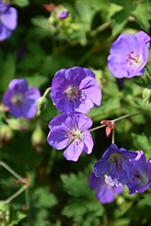 Jolly Bee Cranesbill (Geranium 'Jolly Bee') at Lakeshore Garden Centres