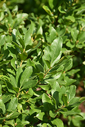 Silver Sprite Bayberry (Myrica pensylvanica 'Morton') at Lakeshore Garden Centres