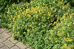 Golden Corydalis (Corydalis lutea) at Lakeshore Garden Centres