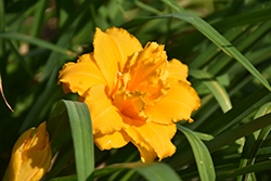 Chesapeake Crablegs Daylily (Hemerocallis 'Chesapeake Crablegs') at Lakeshore Garden Centres