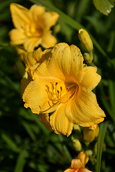 Yellow Lollipop Daylily (Hemerocallis 'Yellow Lollipop') at Lakeshore Garden Centres