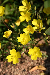 Lemon Drop Primrose (Oenothera 'Innoeno131') at Lakeshore Garden Centres