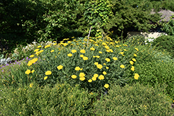 Gold Plate Yarrow (Achillea filipendulina 'Gold Plate') at Lakeshore Garden Centres