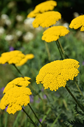Gold Plate Yarrow (Achillea filipendulina 'Gold Plate') at Lakeshore Garden Centres