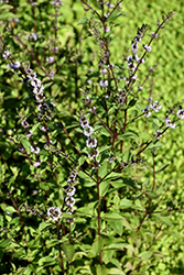 River Mint (Mentha australis) at Lakeshore Garden Centres