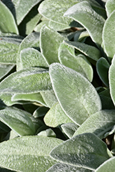 Lamb's Ears (Stachys byzantina) at Lakeshore Garden Centres