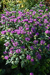 Dark Ponticum Beebalm (Monarda didyma 'Dark Ponticum') at Lakeshore Garden Centres
