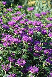 Dark Ponticum Beebalm (Monarda didyma 'Dark Ponticum') at Lakeshore Garden Centres