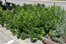Silver Sprite Bayberry (Myrica pensylvanica 'Morton') at Lakeshore Garden Centres