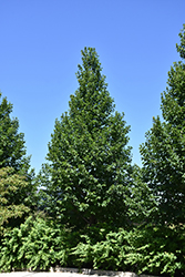 American Sentry Linden (Tilia americana 'American Sentry') at Lakeshore Garden Centres