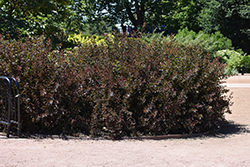Summer Wine Black Ninebark (Physocarpus opulifolius 'SMNPMS') at Peter Knippel Garden Centre