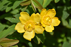 Sungold St. John's Wort (Hypericum patulum 'Sungold') at Lakeshore Garden Centres