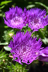 Honeysong Purple Aster (Stokesia laevis 'Honeysong Purple') at A Very Successful Garden Center