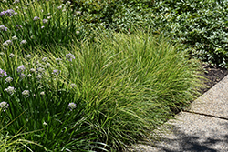 Autumn Moor Grass (Sesleria autumnalis) at Green Thumb Garden Centre